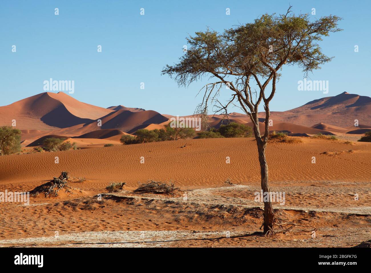 Sanddünen am Dead Vlei in Sossusvlei, Namib Naukluft Park, im Süden Namibias Stockfoto