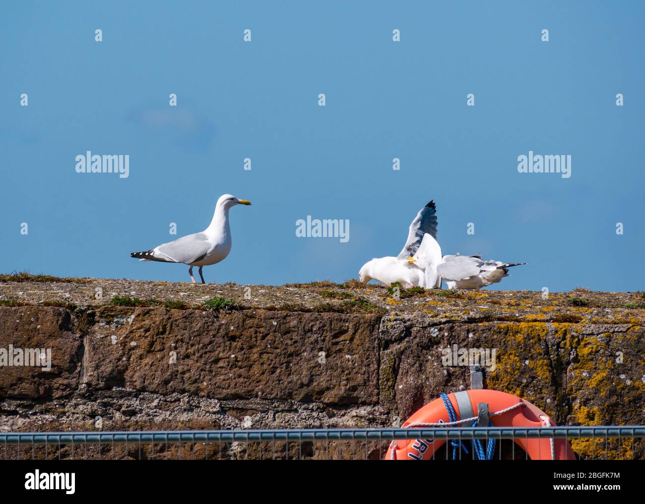 North Berwick, East Lothian, Schottland, Großbritannien, 21. April 2020. Zanken und Aggression zwischen Heringsmöwen (Larus argentatus) Stockfoto