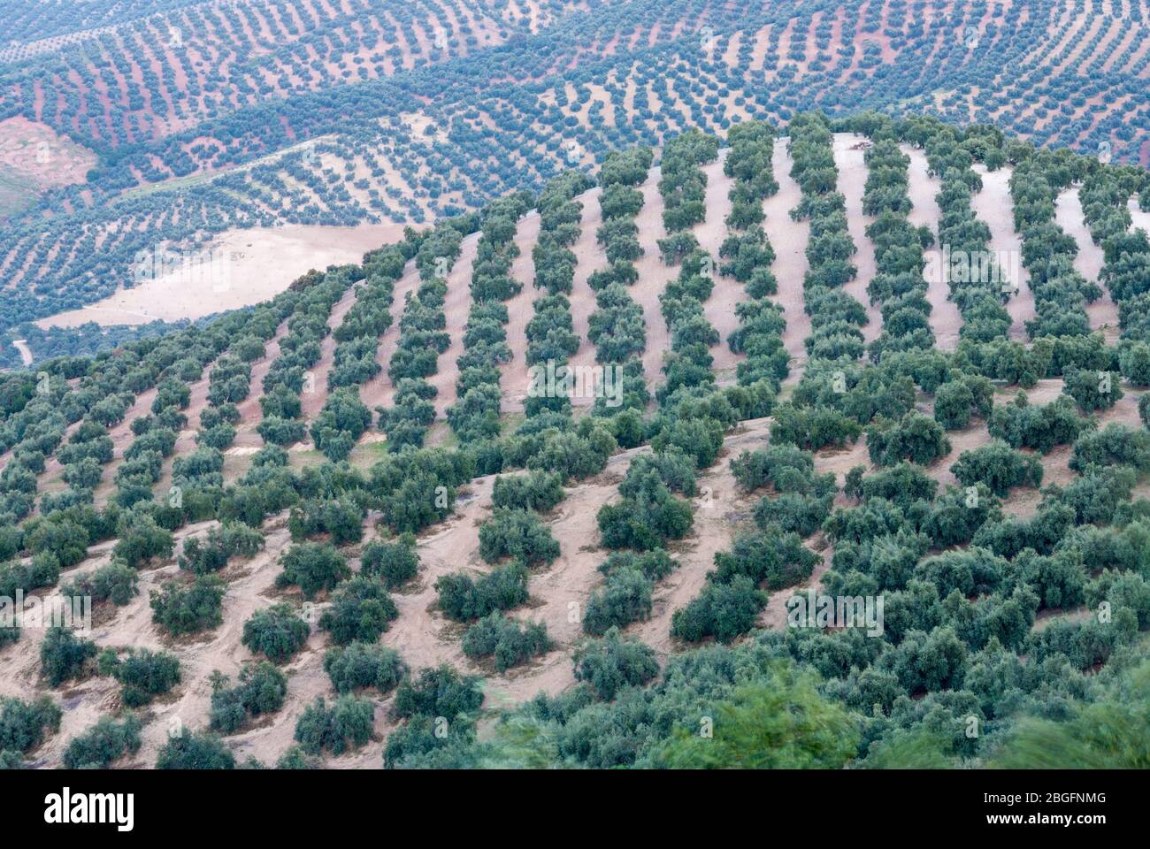 Olivenbaumplantagen in der Nähe von Iznajar Cordoba Provinz, Andalusien, Spanien Stockfoto