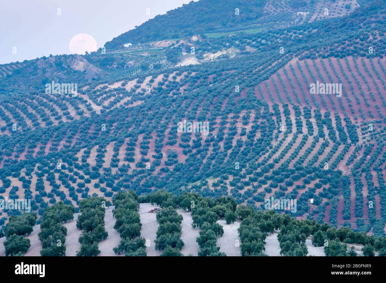 Mond steigt über Olivenbaumplantagen in der Nähe von Iznajar Cordoba Provinz, Andalusien, Spanien Stockfoto