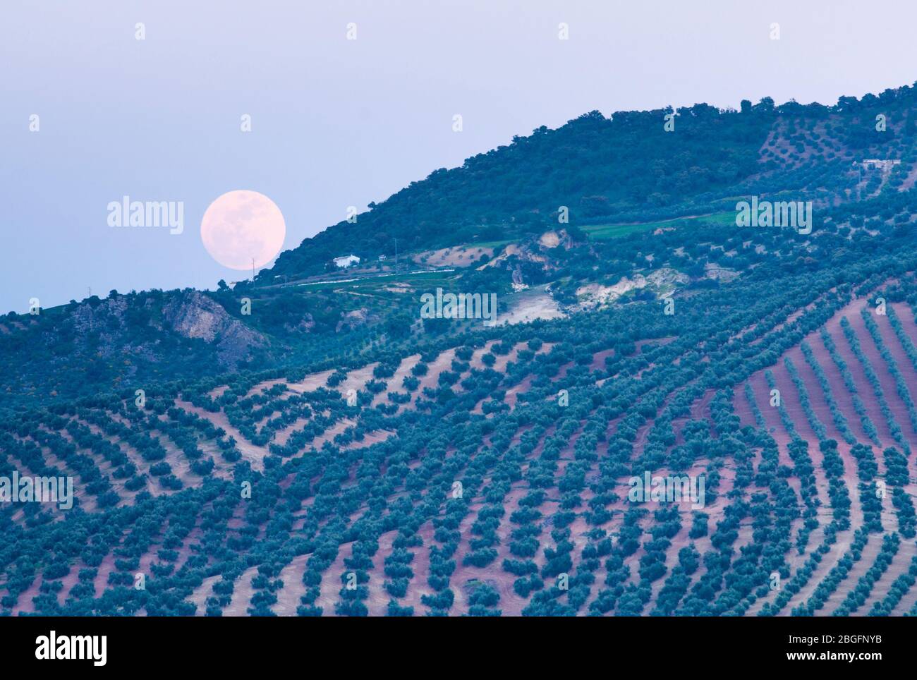 Mond steigt über Olivenbaumplantagen in der Nähe von Iznajar Cordoba Provinz, Andalusien, Spanien Stockfoto