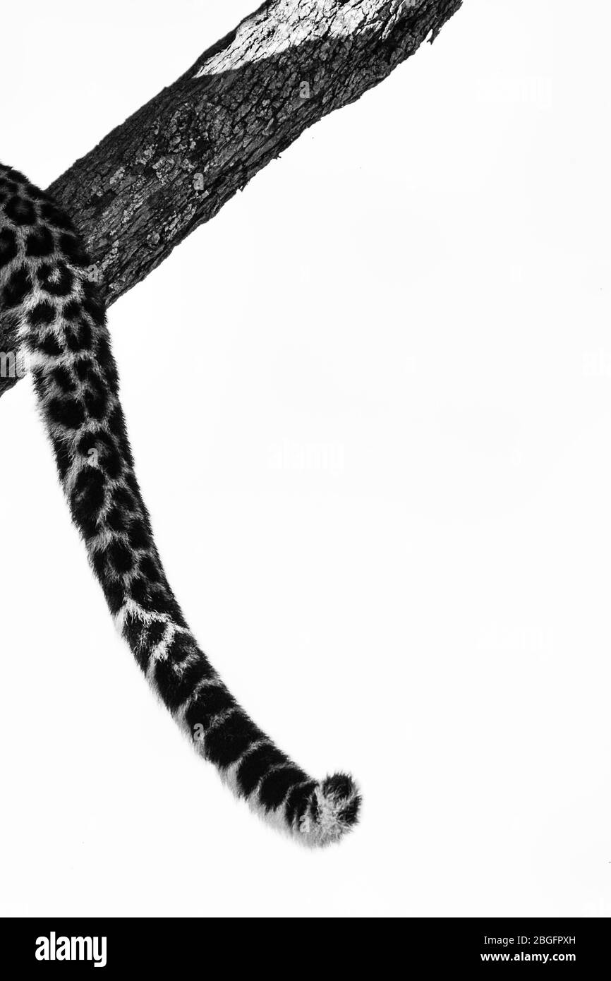 Schwarz-Weiß-Bild des Leopardenschwanzes auf Baum, Maasai Mara, Kenia Stockfoto