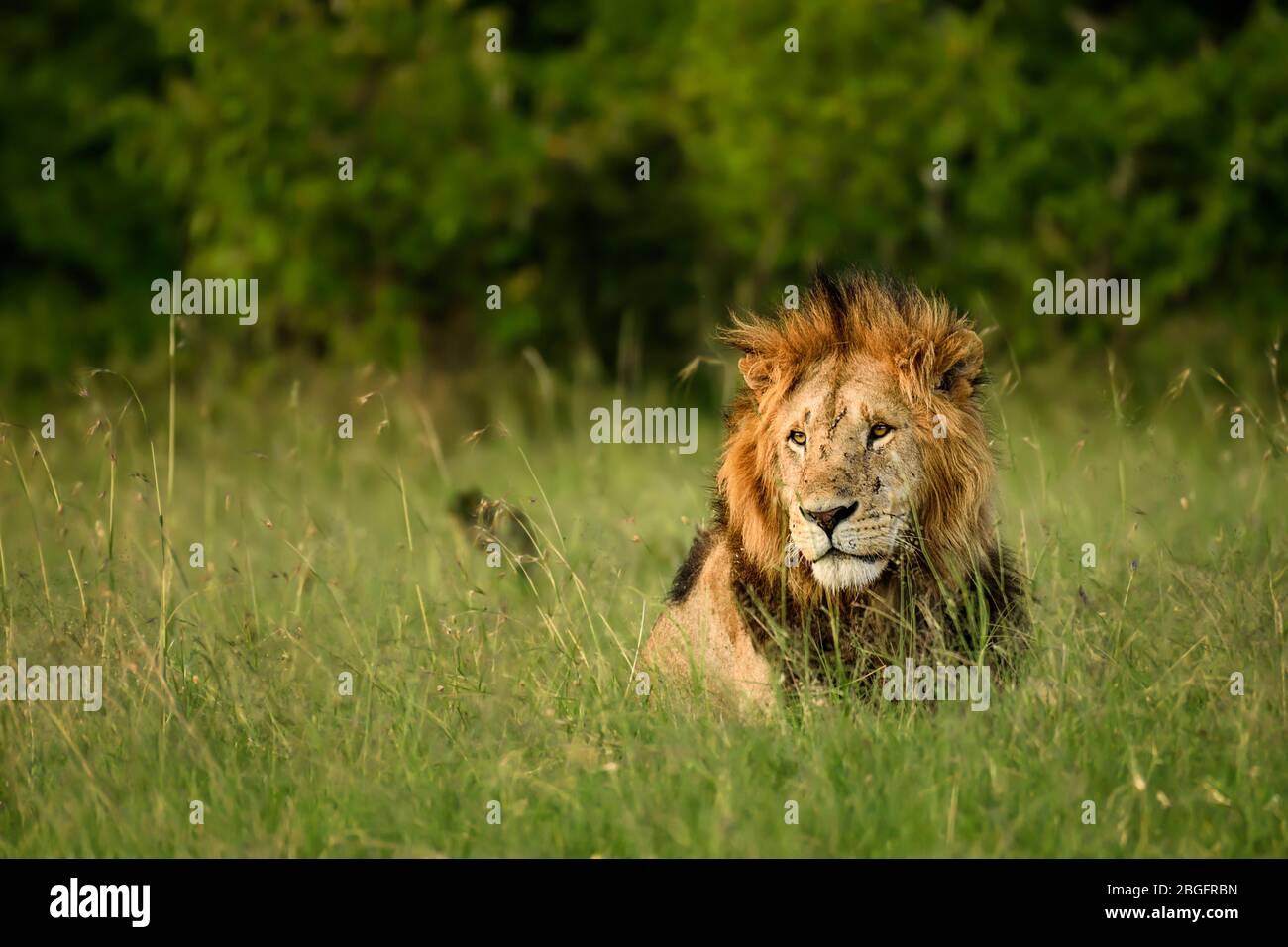 Schönes Löwenportrait in Maasai Mara, Kenia Stockfoto