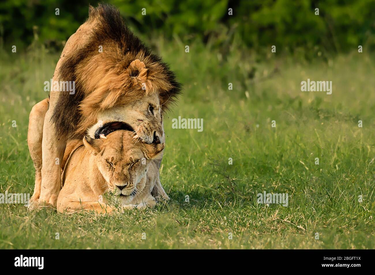 Löwenpaar Paarung in Maasai Mara, Kenia Stockfoto