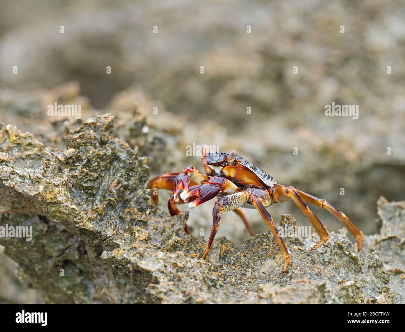 Greifus greifus Fotos und Bildmaterial in hoher Auflösung Alamy
