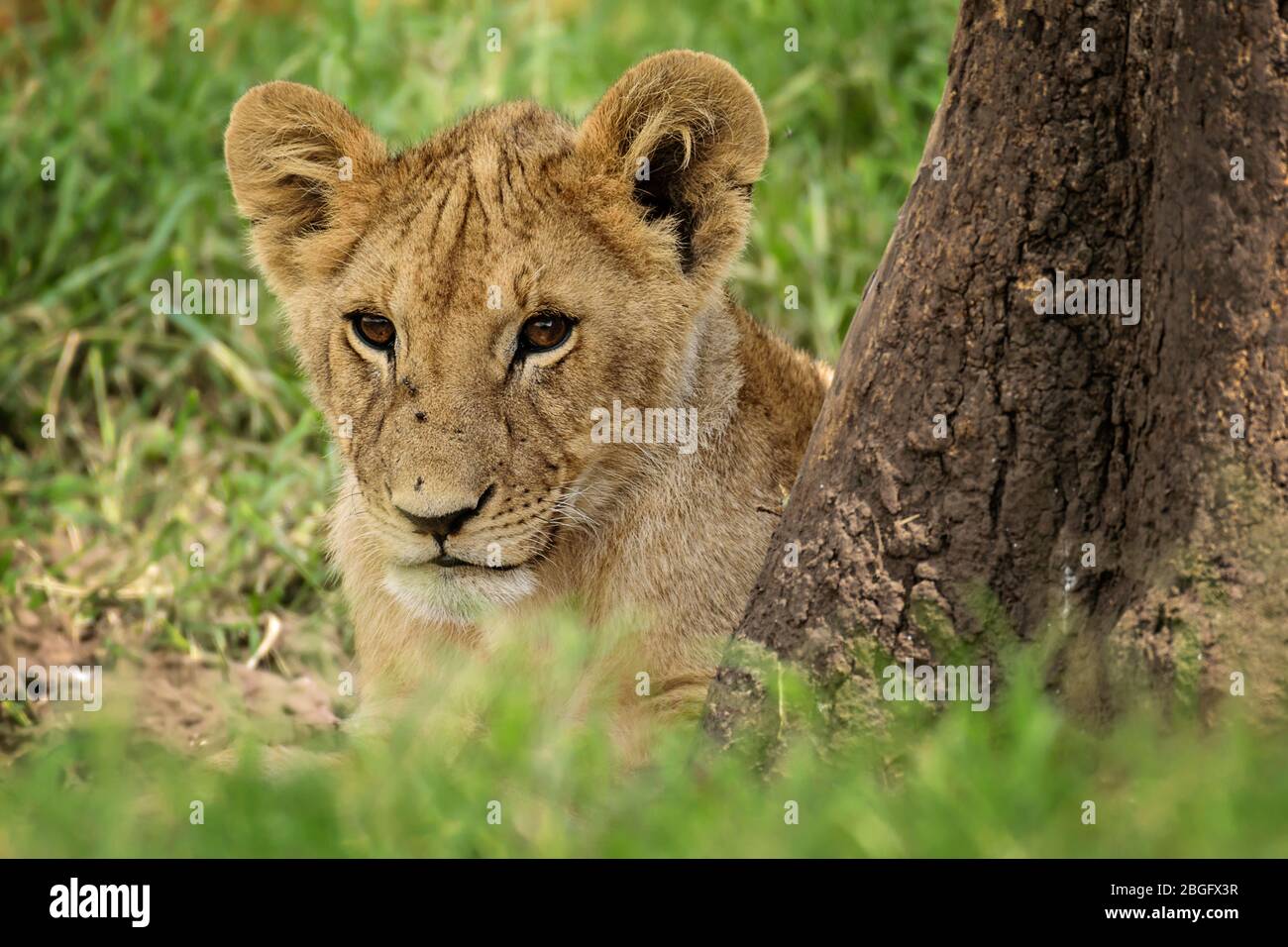 Löwenjunge sieht süß aus, Maasai Mara, Kenia Stockfoto