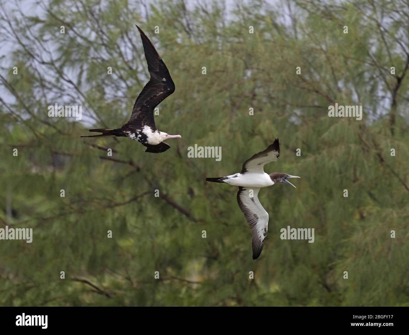 Masked booby Sula dactylatra Rückkehr in die Kolonie Küken zu füttern und von Kleinfregatebird Fregata ariel angegriffen zu zwingen, booby zu regegitieren Fi Stockfoto