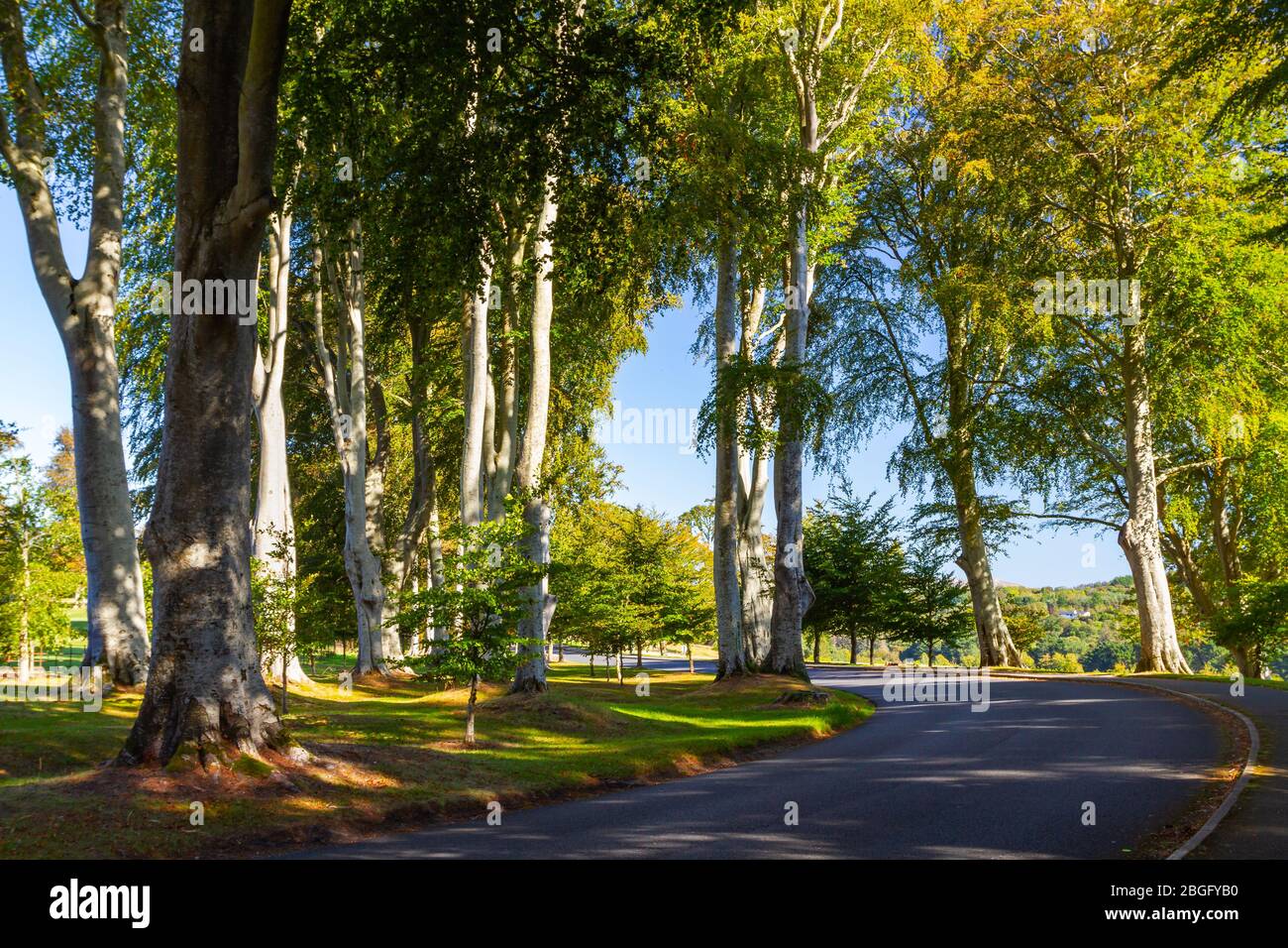 Straße, die durch hohe Buchen abbiegt, und Route, die außer Sichtweite gelassen wird. Licht und Schatten mit blauem Himmel. Fagus sylvatica Stockfoto