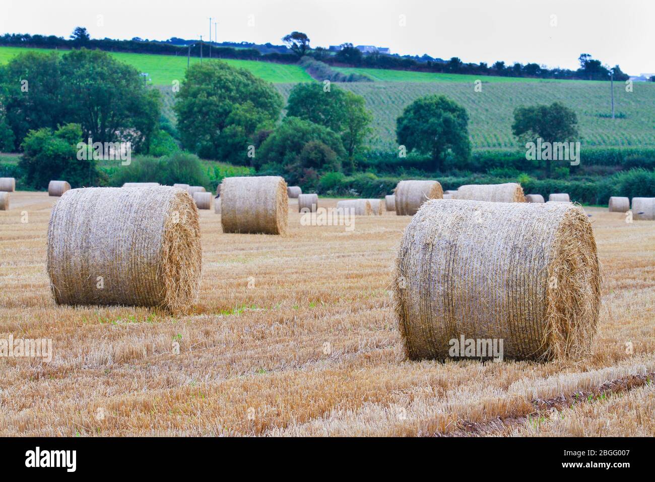 Haystacks in bebauter Feld in Irland. Landschaft der landwirtschaftlichen Ernte von Heuballen auf irischen Landwirtschaftlichen Bauernhof. Stroh als Winterfutter zu verwenden. Stockfoto
