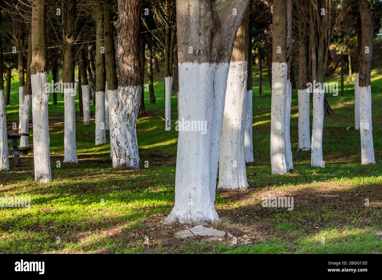 Wald mit weiß getünchten Kiefernstämmen in Symmetrie schafft schöne Perspektive Effekt. Selektiver Fokus. Frisches grünes Gras zwischen den Bäumen. Nordgriechenland in der Nähe des Dorfes Fanari Stockfoto