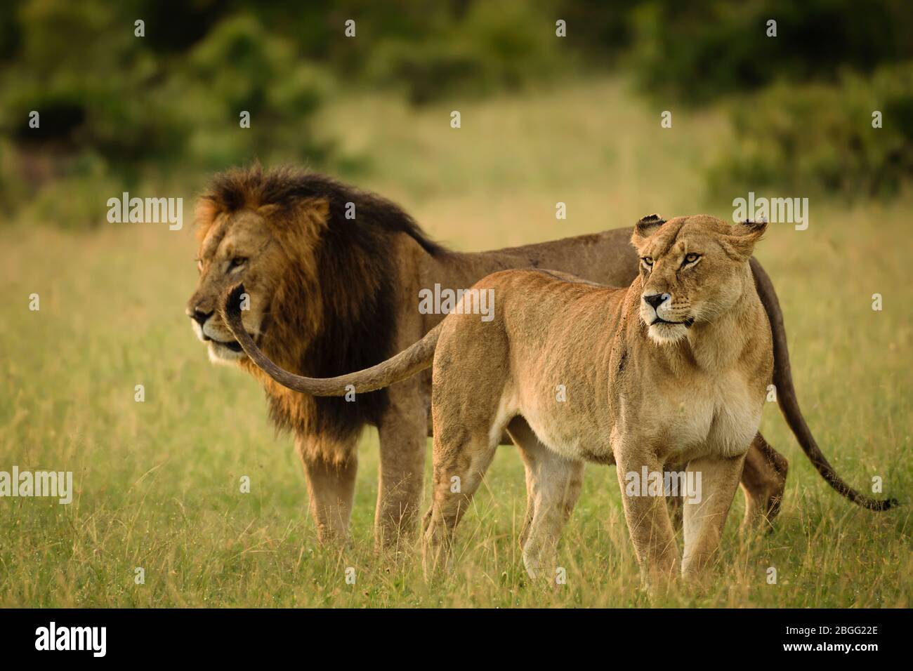 Löwenpaar in Maasai Mara, Kenia Stockfoto