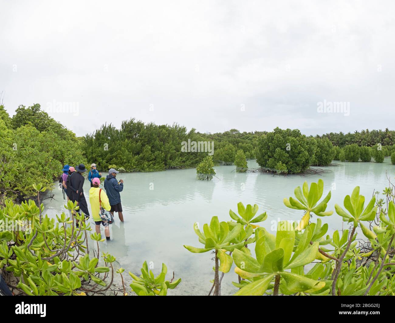 Touristische Gruppe unter Red Mangrove Rhizophora mucronata St Francois Atoll, Seychellen Stockfoto