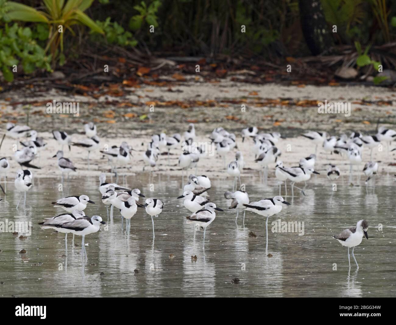 Krabbenpflüber (Dromas ardeola) strömen in der Lagune auf dem St Francois Atoll Seychellen, Dezember Stockfoto