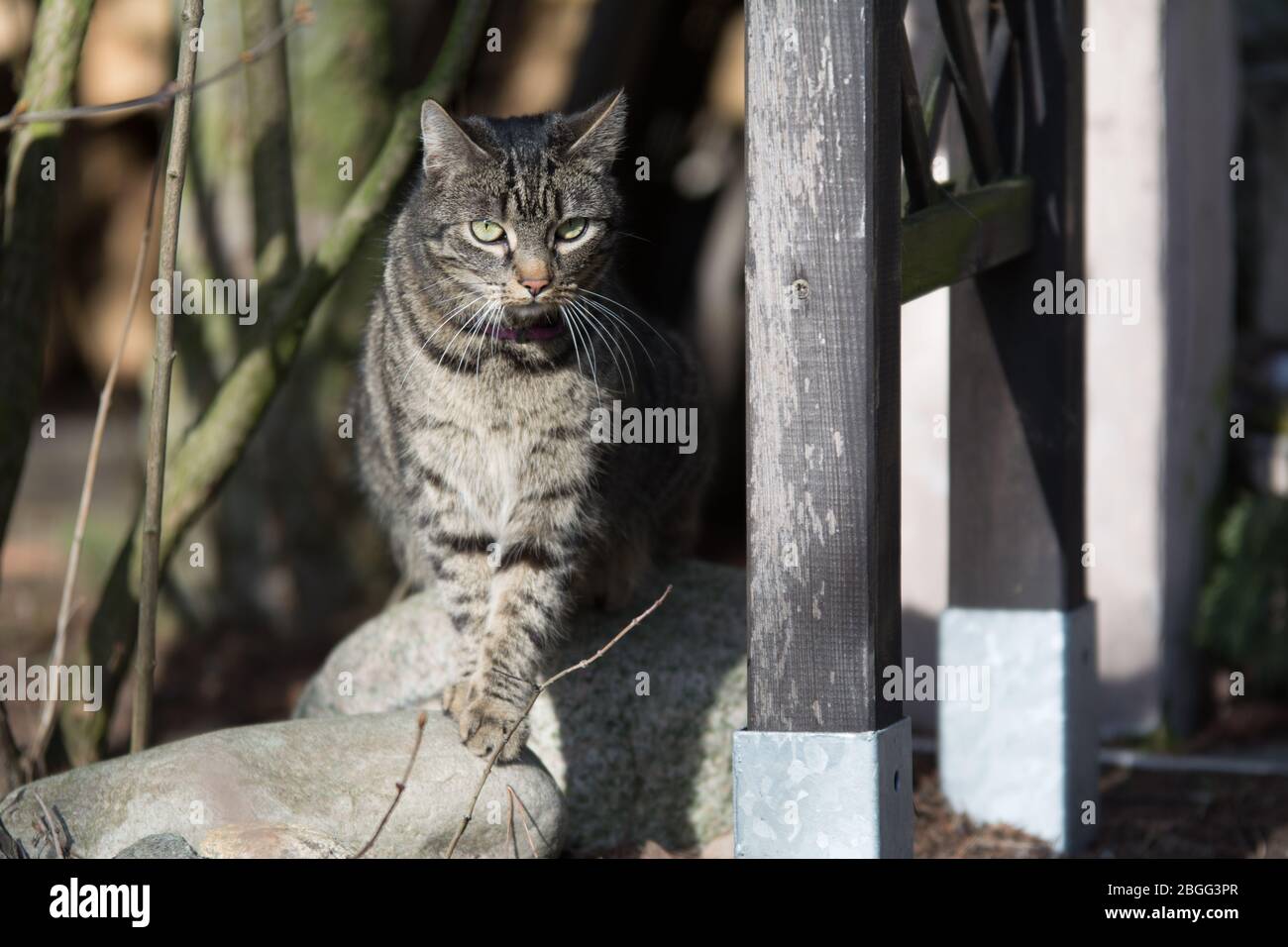 Schöne grau gestreifte Katze in einem Wintergarten stehen Stockfoto
