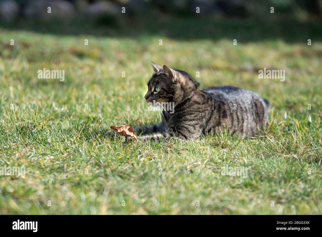 Gestreifte graue gestromte Katze, die auf dem Gras mit trockenem Blatt liegt - Kopierraum Stockfoto