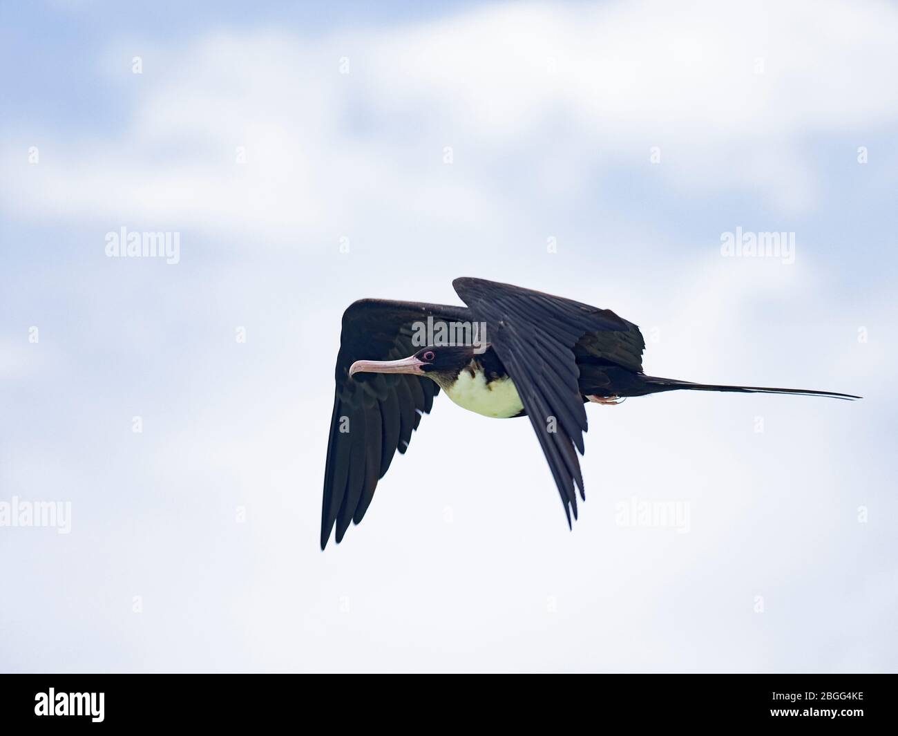 Großer Frigatebird (Fregata minor) St Francois Atoll, Seychellen Stockfoto