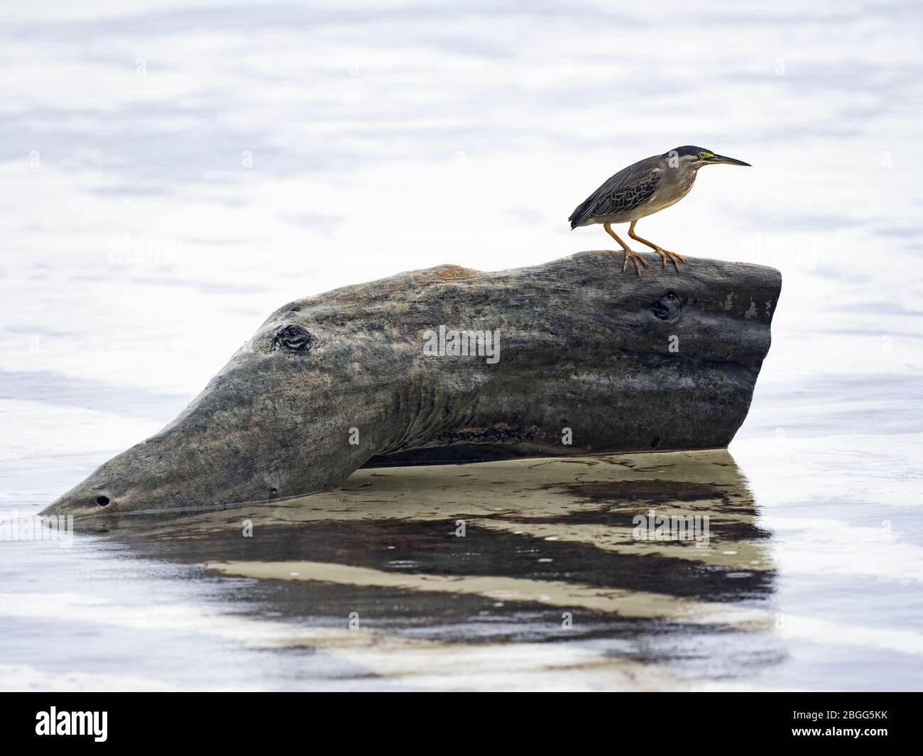 Gestreift (Green-Backed) Heron Butorides striata degens, Seychellen Rasse, Alphonse Atoll, Seychellen Stockfoto
