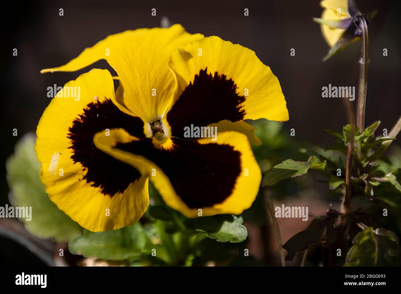 Ein Johnny Jumpups - Viola tricolor in einem dekorativen Gartenstiefel mit ein paar von einem der beliebtesten Vögel Großbritanniens - die rötlich-orange reihige Robins. Stockfoto