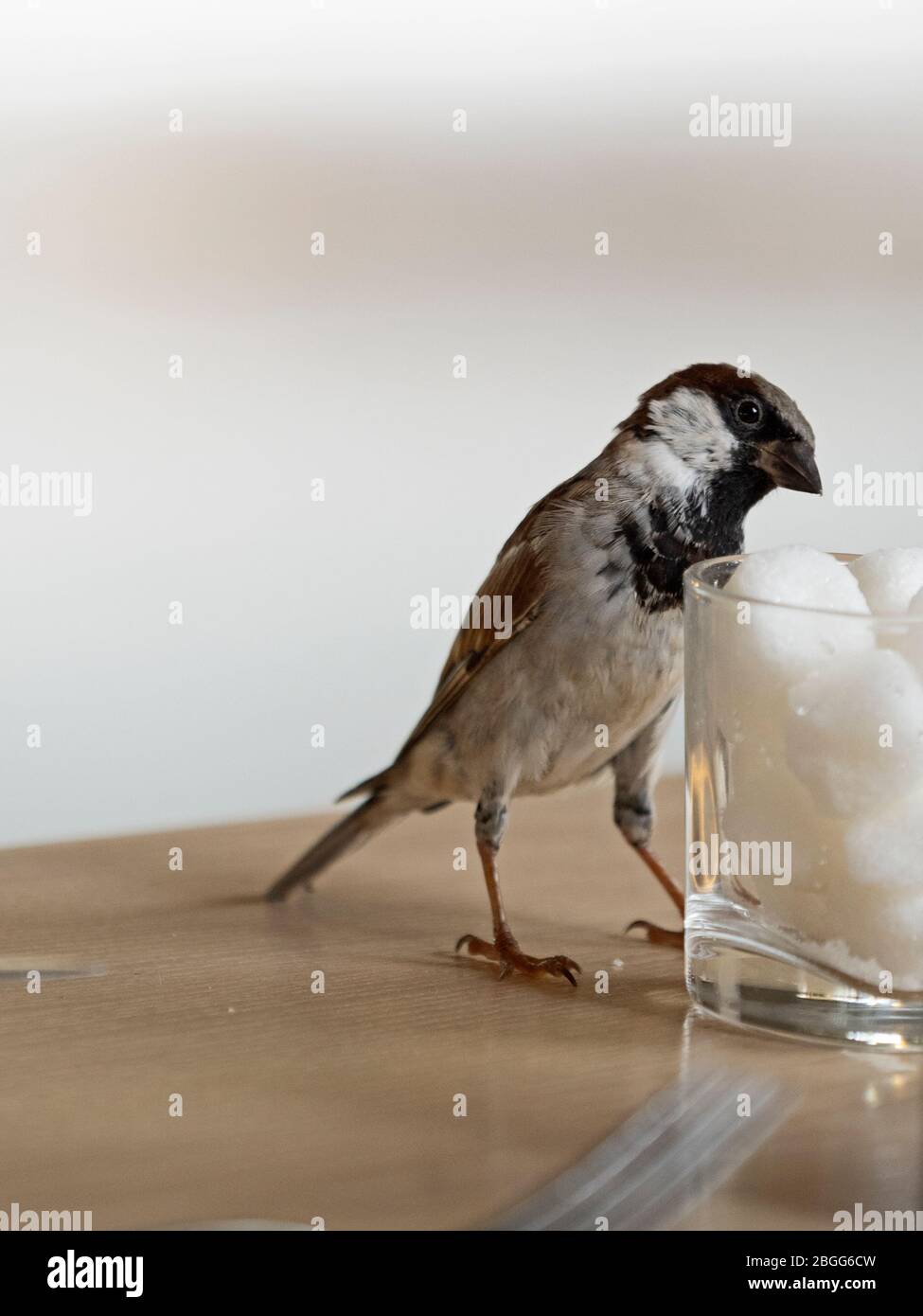 Haus Sparrow, Passer domesticus, Männchen Fütterung auf Zuckerklumpen auf dem Tisch im Restaurant Alphone Atoll, Seychellen Stockfoto
