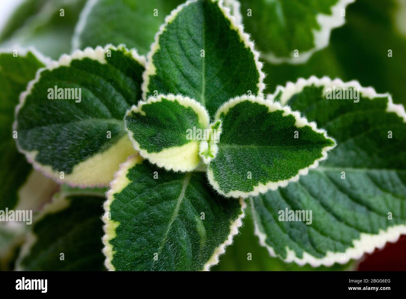 Nahaufnahme von aromatischen, bunten indischen Borretsch Plectranthus amboinicus weißen und grünen Blättern Stockfoto