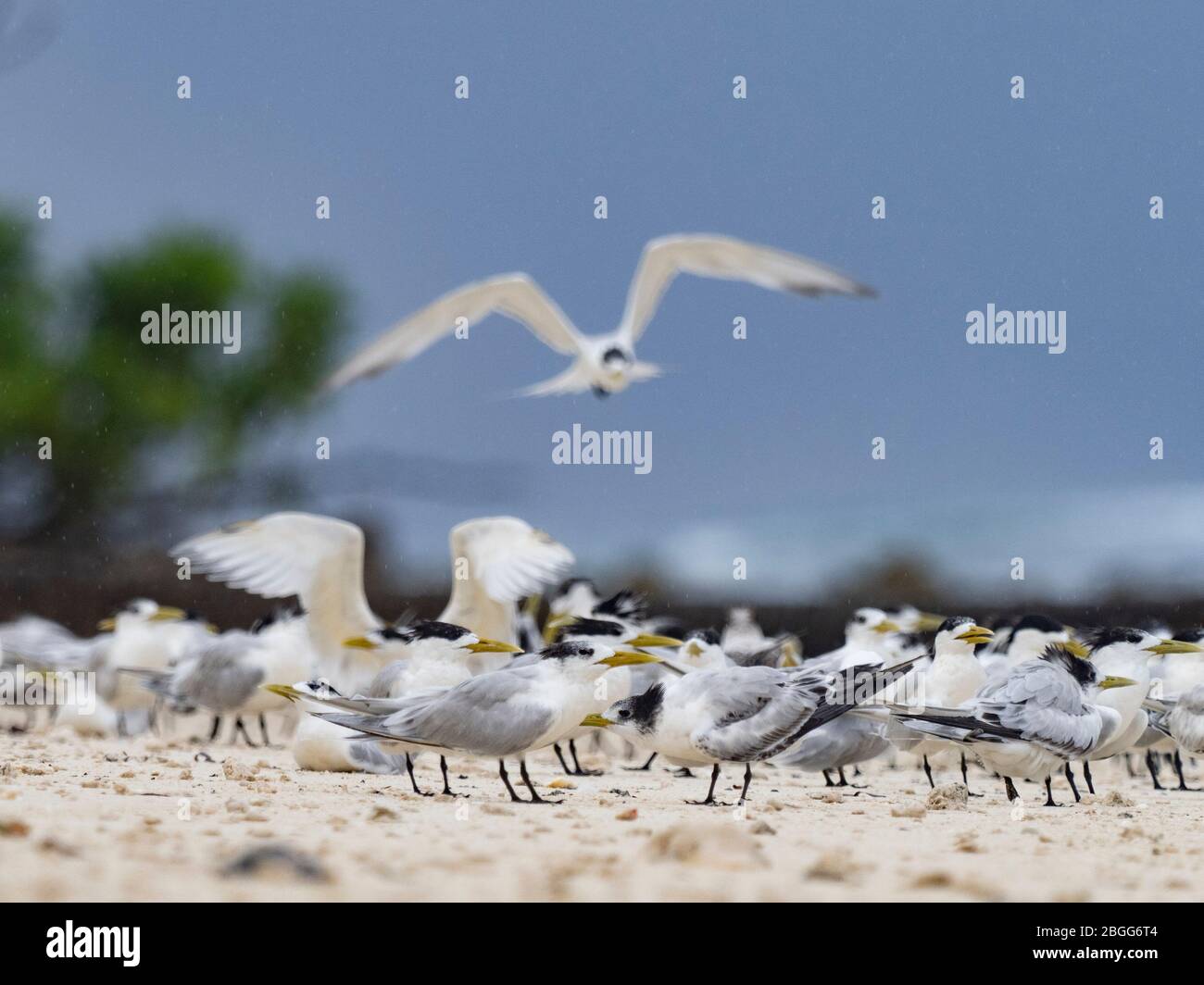 Seeschwalbenseeschwalben (Thalasseus bergii) Alphonse-Atoll Seychellen Stockfoto