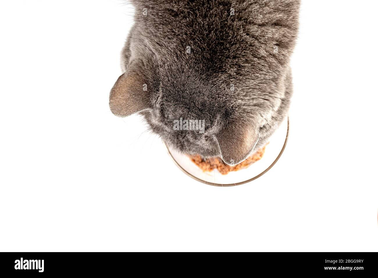Katze essen nasses Futter. Draufsicht auf weißem Hintergrund Stockfoto