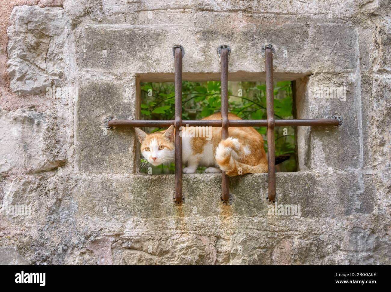 Katze, rot gestromt mit weiß, geduldig hinter Eisenstangen in einem Fenster eines alten Steinmetzhauses an einem sicheren Ort sitzend und hinblickend Stockfoto