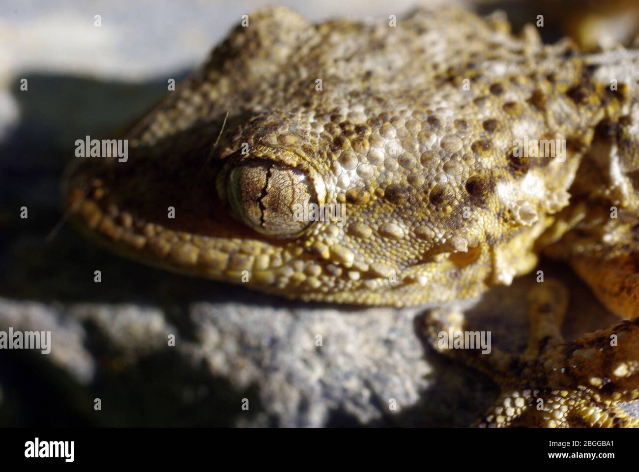 Gemeine Mauer Gecko, Tarentola mauritanica Stockfoto