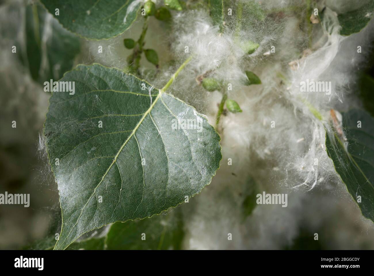 Populus nigra Zweig mit Früchten und Samen Stockfoto