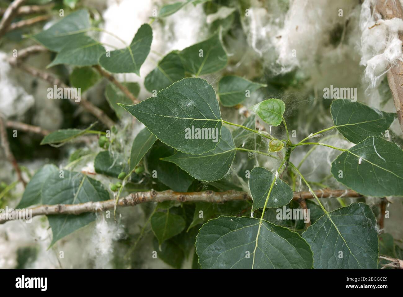 Populus nigra Zweig mit Früchten und Samen Stockfoto