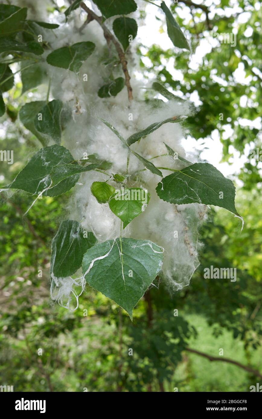 Populus nigra Zweig mit Früchten und Samen Stockfoto