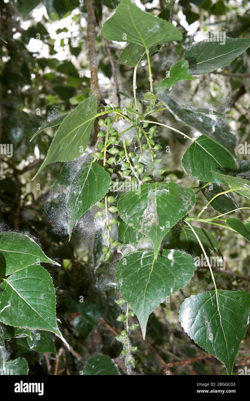 Populus nigra Zweig mit Früchten und Samen Stockfoto