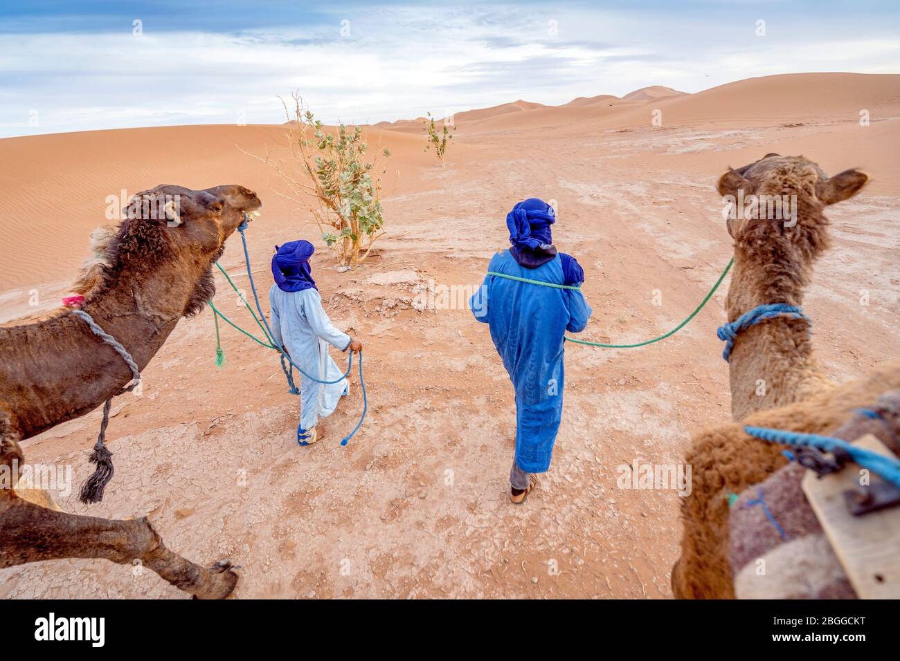 Zwei Beduinen Männer in blauen Farben, die mit Kamelen durch den gelben Sand der Sahara Dessert, Marokko, Afrika wandern Stockfoto