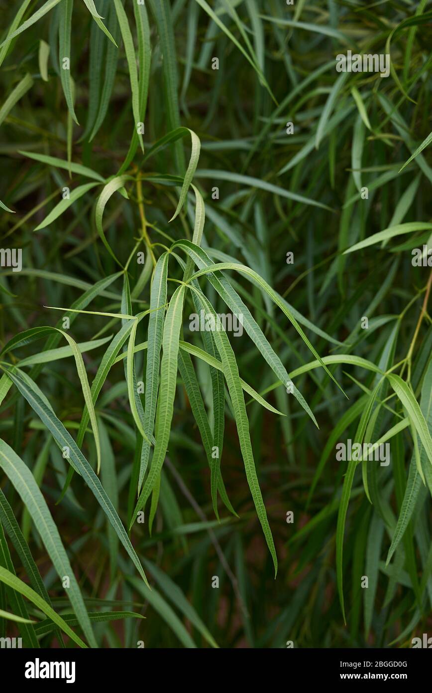 Searsia lancea immergrüne Blätter Stockfoto