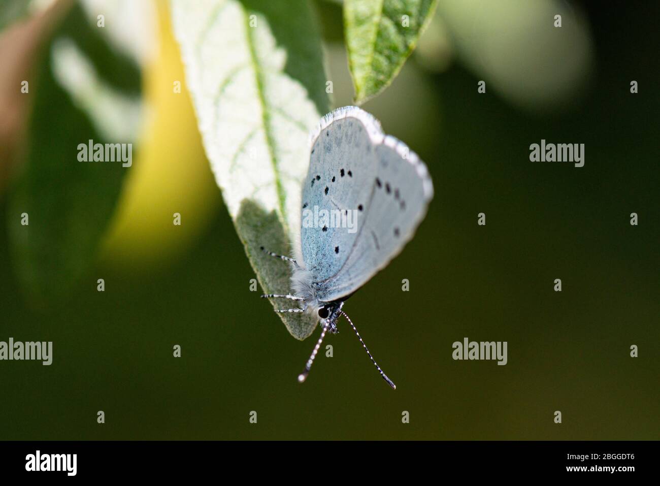 Ein stechelblauer Schmetterling (Celastrina argiolus) auf dem Blatt einer Buddleja Stockfoto