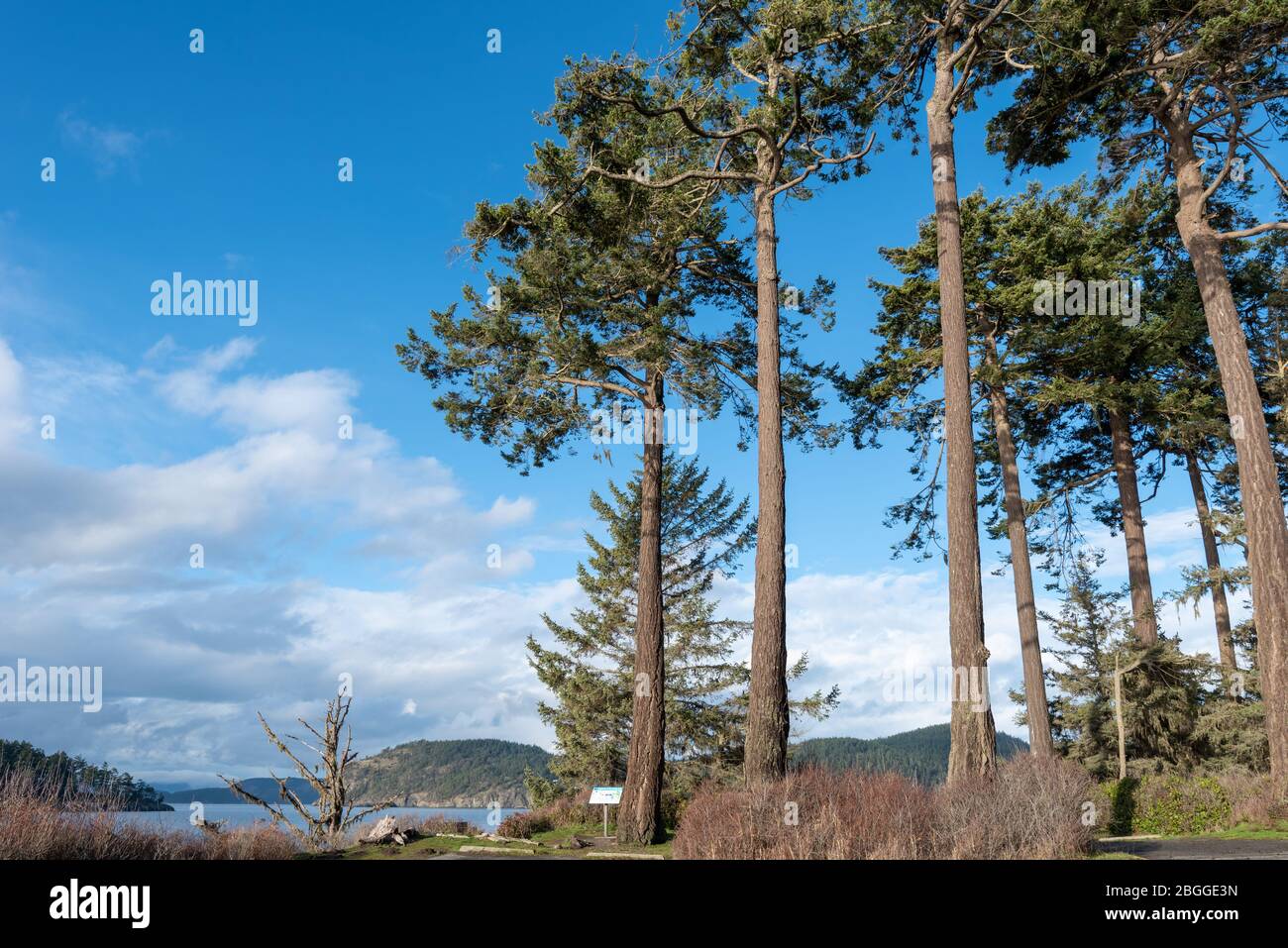 Landschaft mit hohen Bäumen und Himmel im Deception Pass State Park in Washington Stockfoto