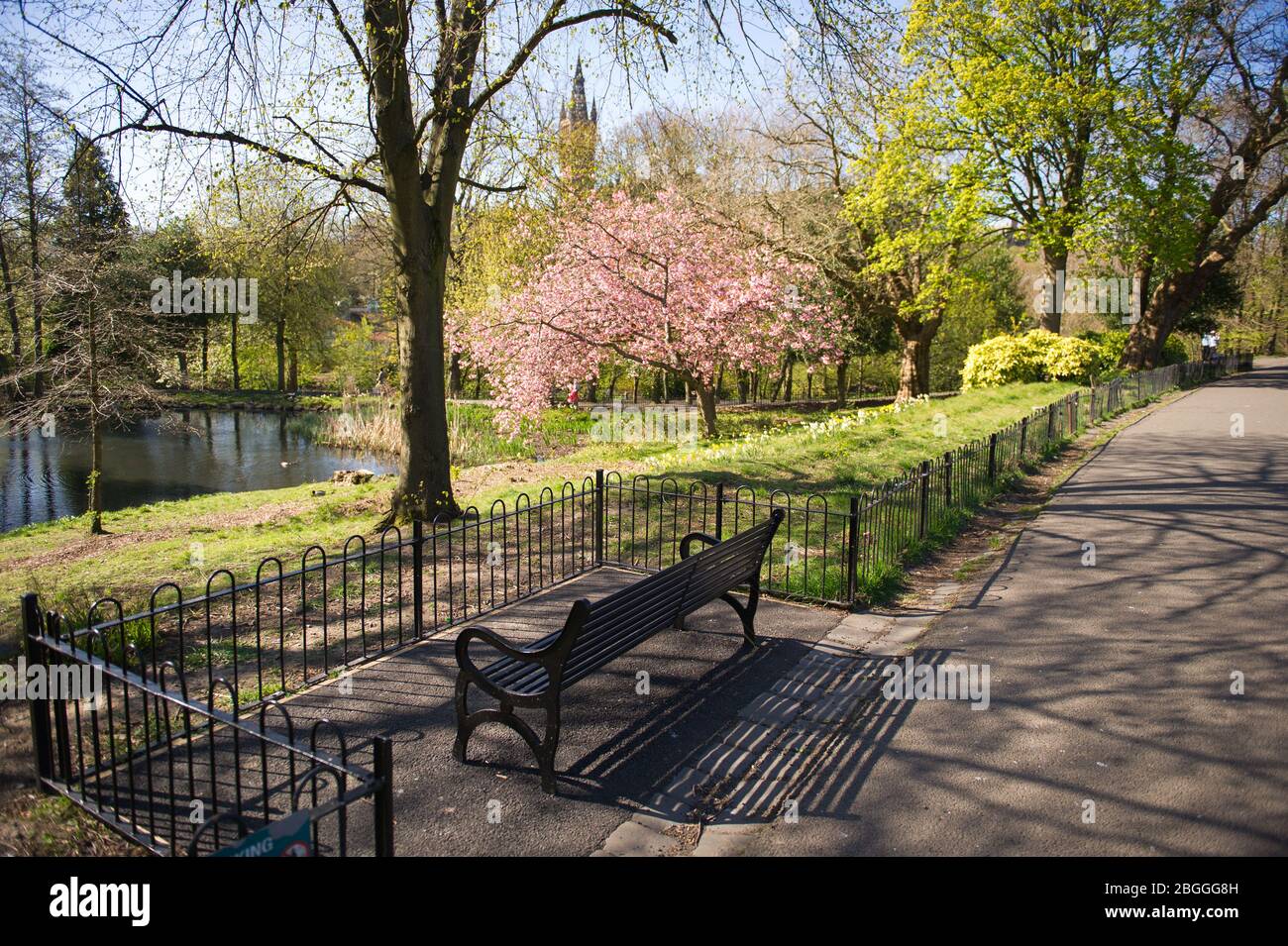 Glasgow, Großbritannien. April 2020. Im Bild: Leuchtend lebendige rosa Kirschblüten füllt den Park mit einem Spritzer Farbe. Szenen aus dem Kelvingrove Park in Glasgow während der Sperrung des Coronavirus (COVID-19). Quelle: Colin Fisher/Alamy Live News Stockfoto
