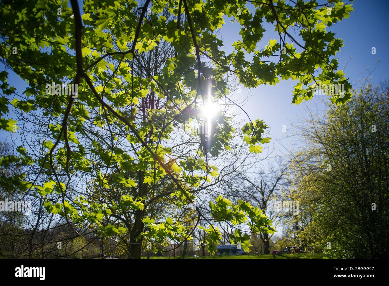 Glasgow, Großbritannien. April 2020. Im Bild: Die Sonne spaltet die Bäume unter einem dunklen Baldachin aus grünen Blättern. Szenen aus dem Kelvingrove Park in Glasgow während der Sperrung des Coronavirus (COVID-19). Quelle: Colin Fisher/Alamy Live News Stockfoto