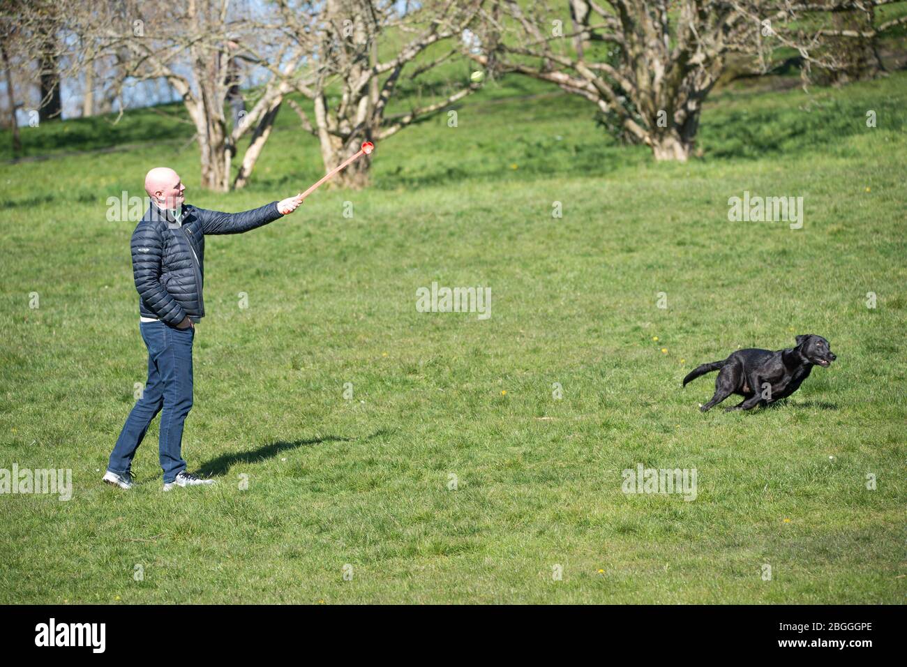 Glasgow, Großbritannien. April 2020. Im Bild: Die Menschen nehmen ihre Hunde mit in den Park, um während der Sperrung eine Stunde täglich Sport zu treiben. Der Hund scheint seine Freiheit draußen zu genießen, da er nach einem Ball herumläuft. Szenen aus dem Kelvingrove Park in Glasgow während der Sperrung des Coronavirus (COVID-19). Quelle: Colin Fisher/Alamy Live News Stockfoto