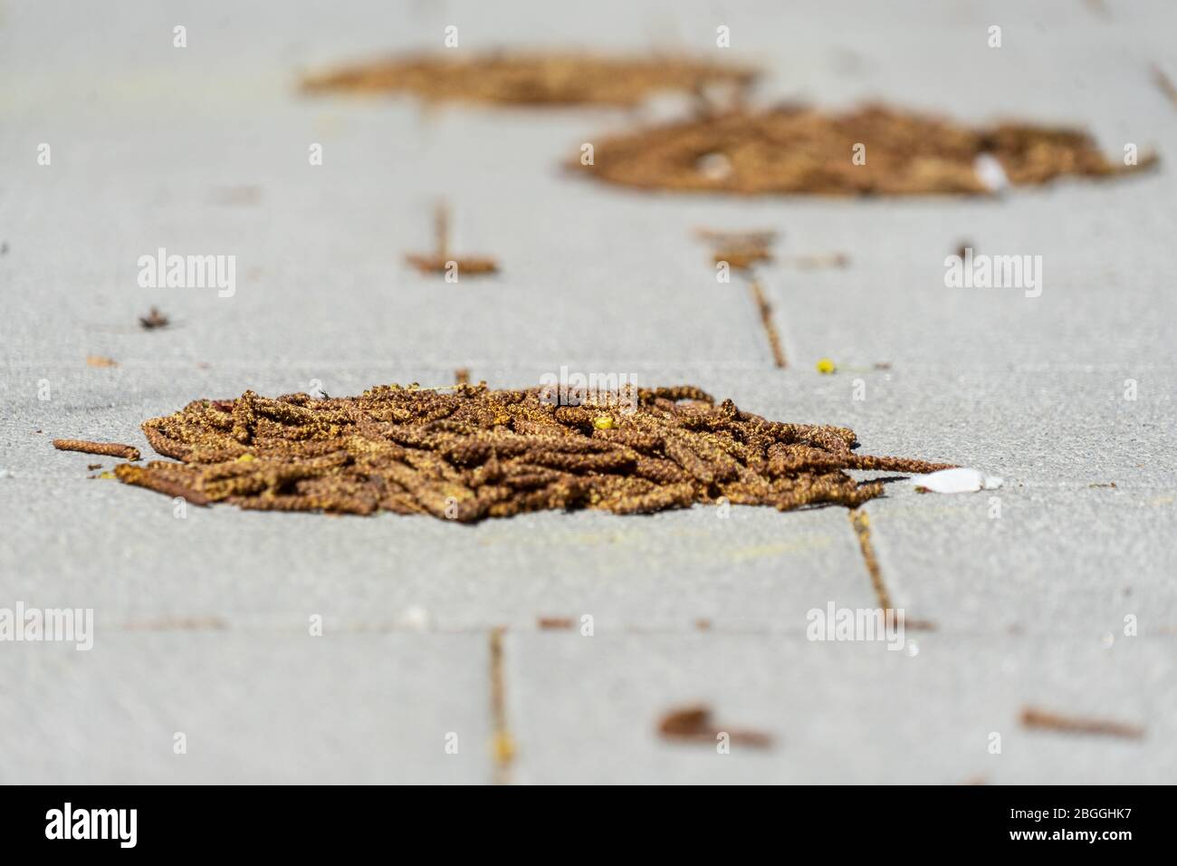 Birke Frucht zu kleinen Haufen durch einen starken Frühlingssturm geblasen Stockfoto