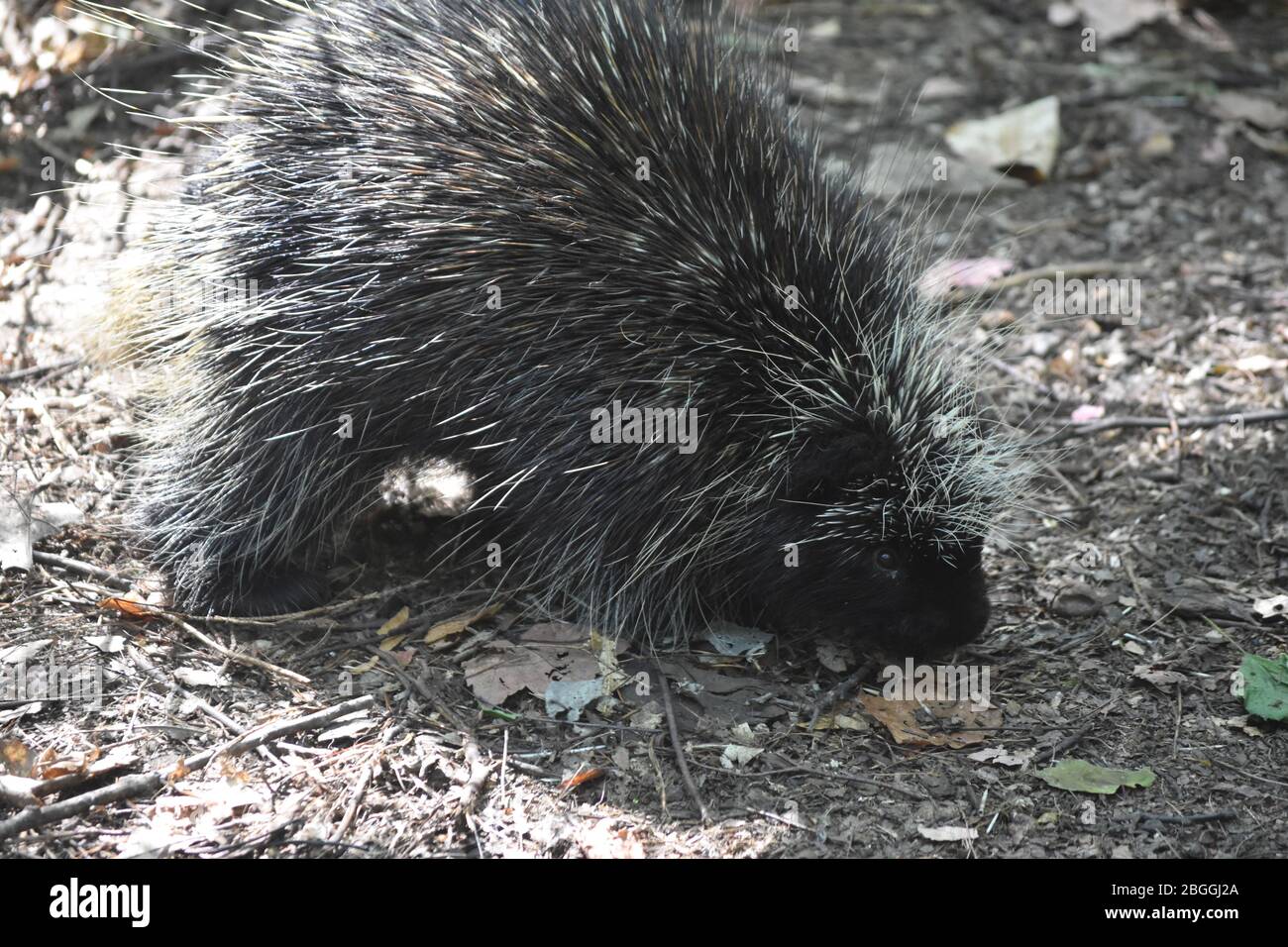 Sweet American porcupine riechen den Boden Stockfoto