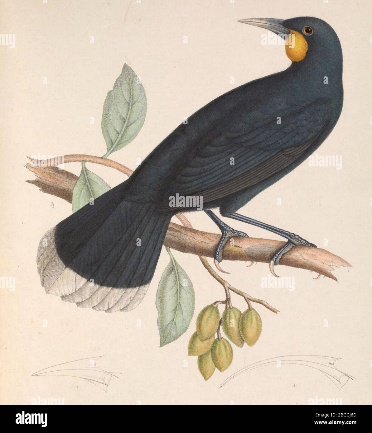 Heteralocha acutirostris 1849. Stockfoto