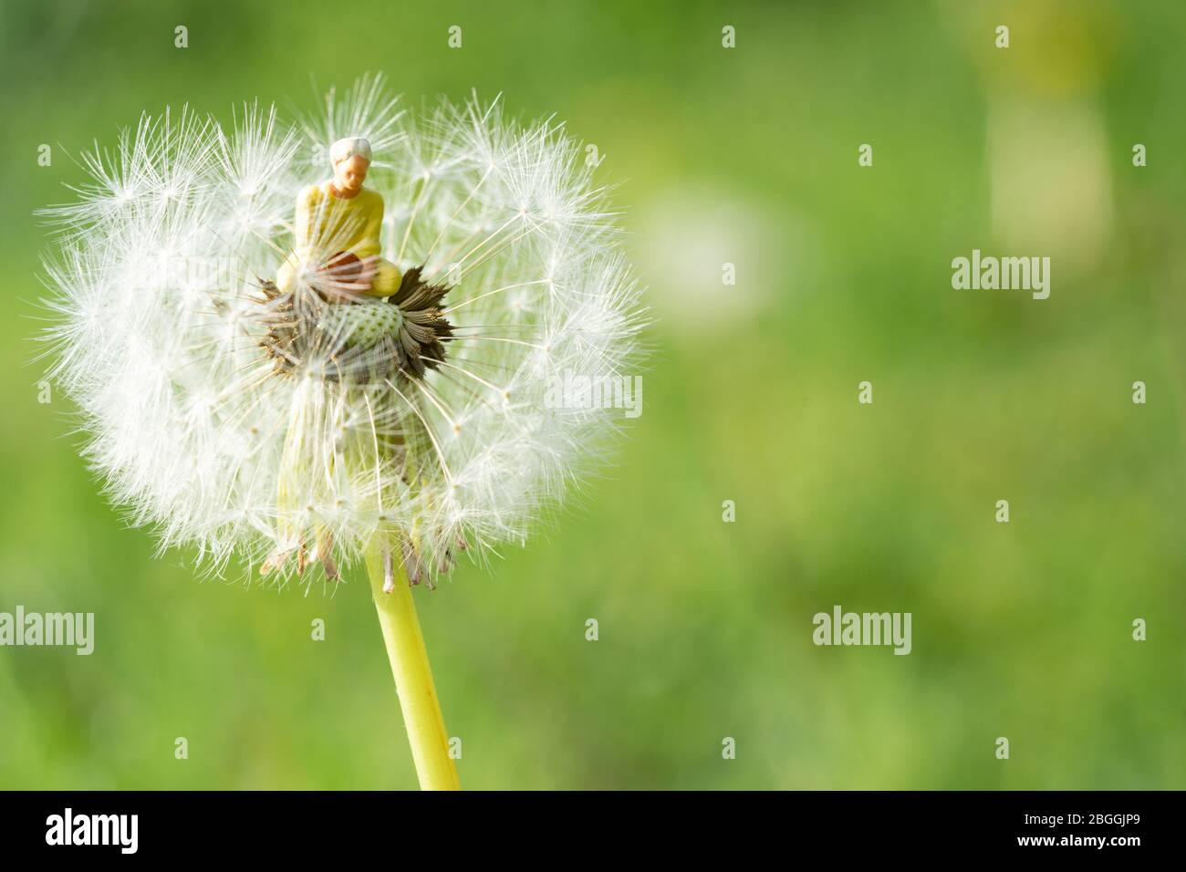 Kleine Person meditiert im Blowball eines Löwenzahn Stockfoto