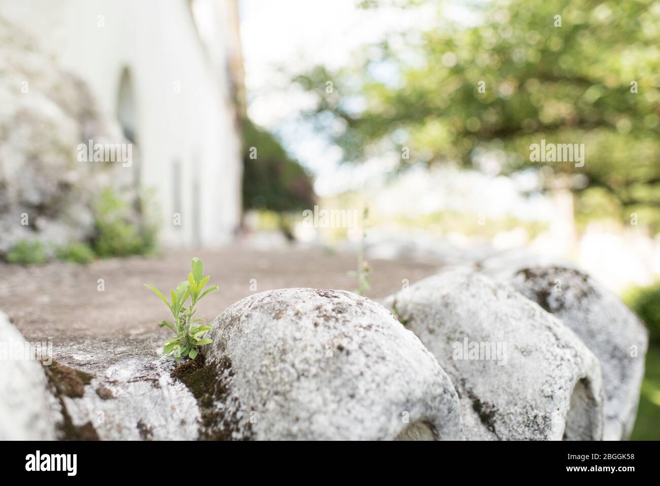 Kleine Pflanze wächst zwischen weißen Steinen mit Moos, am Rande eines Weges in einem Garten Stockfoto