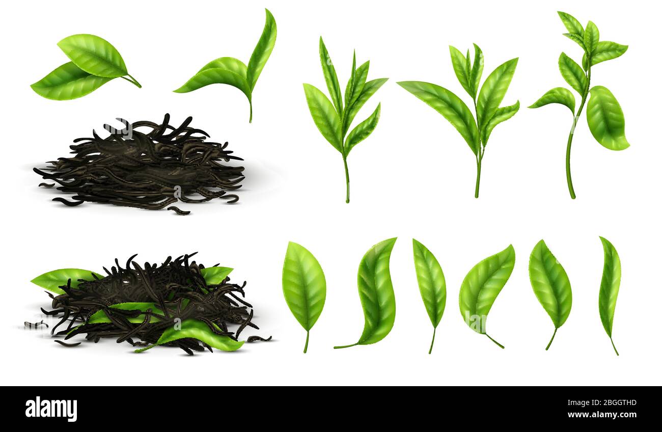 Nahaufnahme realistische Tee getrocknete Kräuter und Grüns Teeblätter isoliert Vektor-Set. Tee grüne Kraut natürlich, trinken gesunde Illustration Stock Vektor