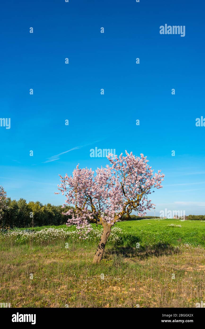 Februar 2020 - Belianes-Preixana, Spanien. Ein einzelner Mandelbaum, der am Rande eines Feldes in den Ebenen von Belianes-Preixana steht. Stockfoto