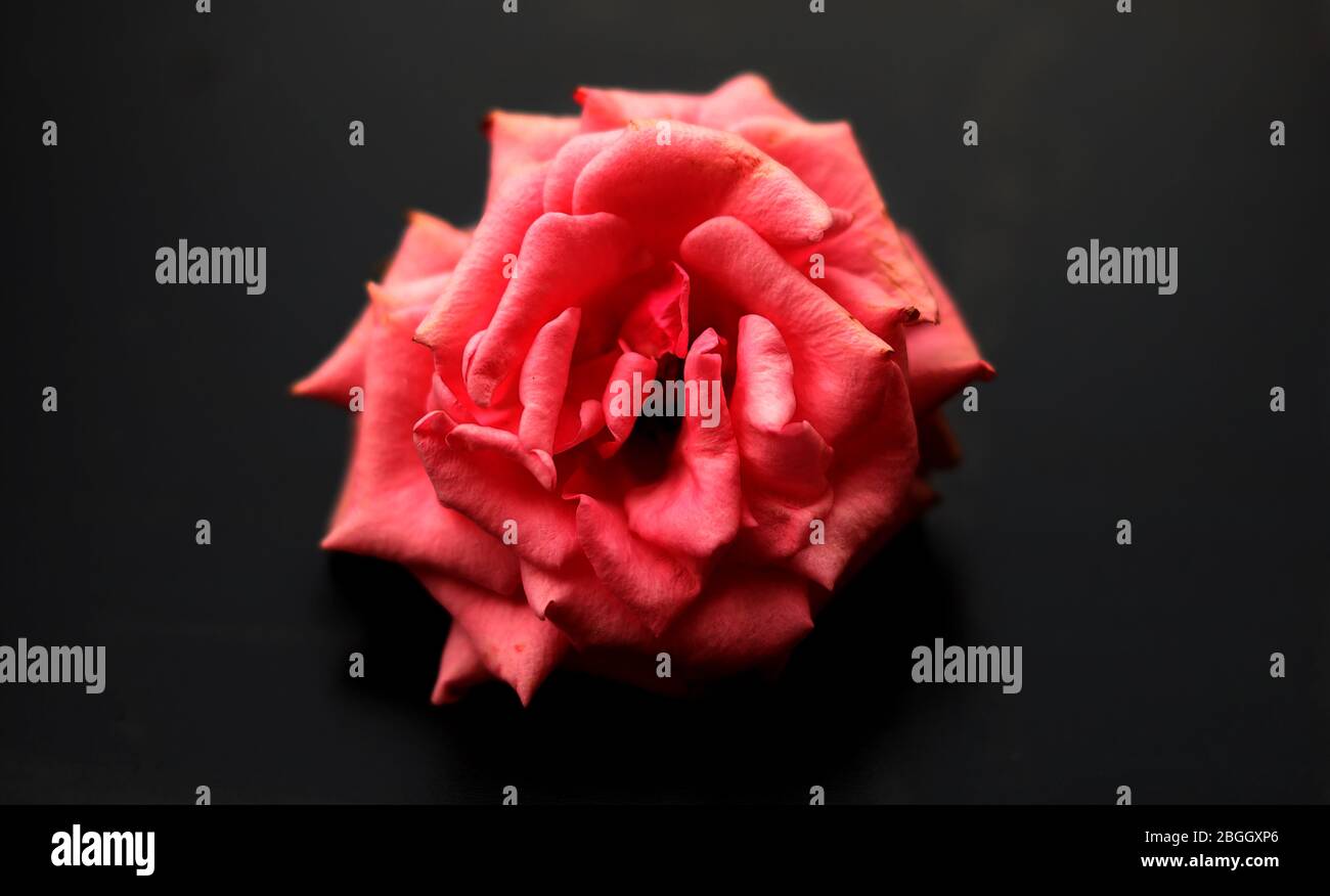 Verfaulte Rosenblüte Stockfoto