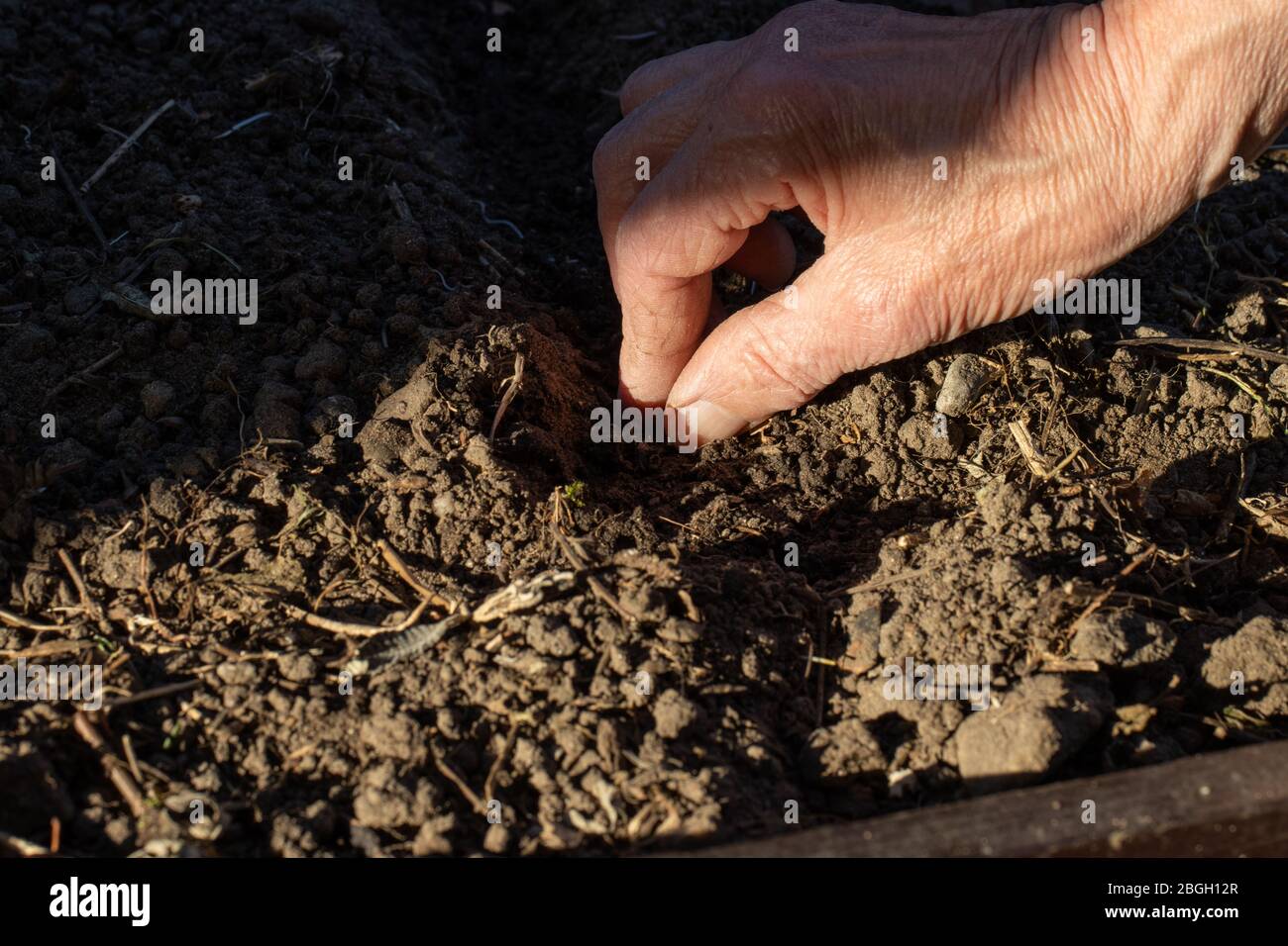 Ältere Frau Pflanzen Gemüsesamen in Heimgarten Einstellung symbolisiert Gartenarbeit, um die Nahrungsversorgung zu gewährleisten Stockfoto