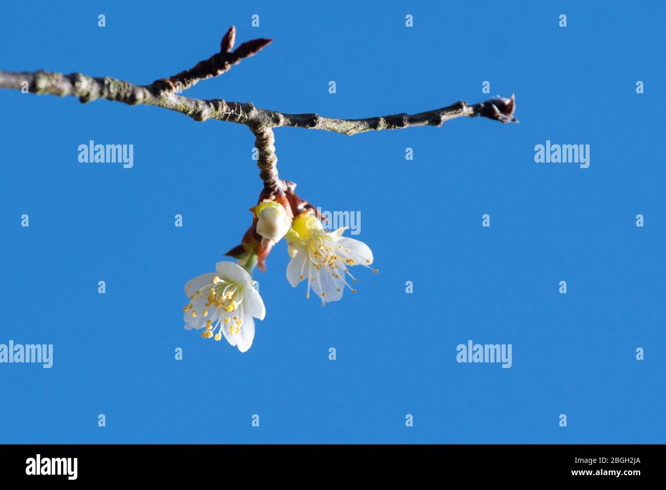 Prunus serrula - tibetische Kirsche - Blüten Stockfoto