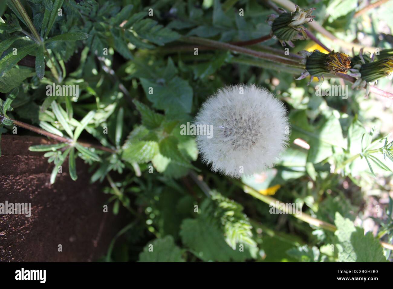 Sommerblumen Stockfoto